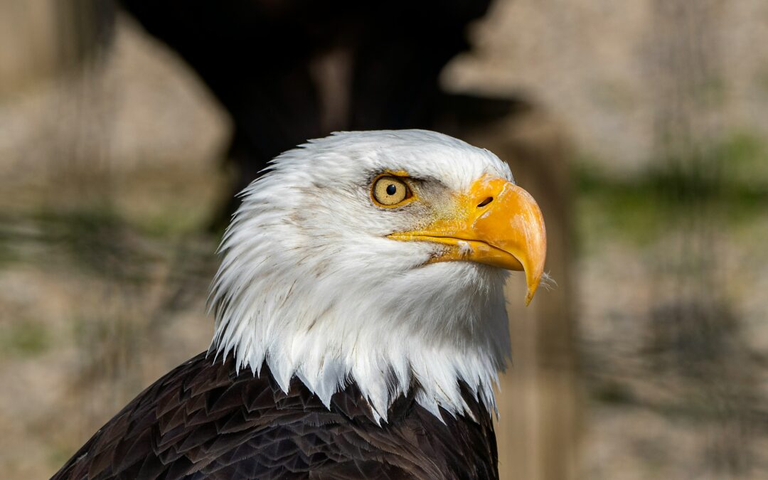 El camino del águila: emprendiendo y creando marca